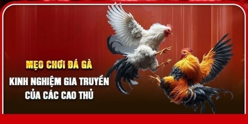 Cao thủ chia sẻ kinh nghiệm chơi trực tiếp đá gà Thomo